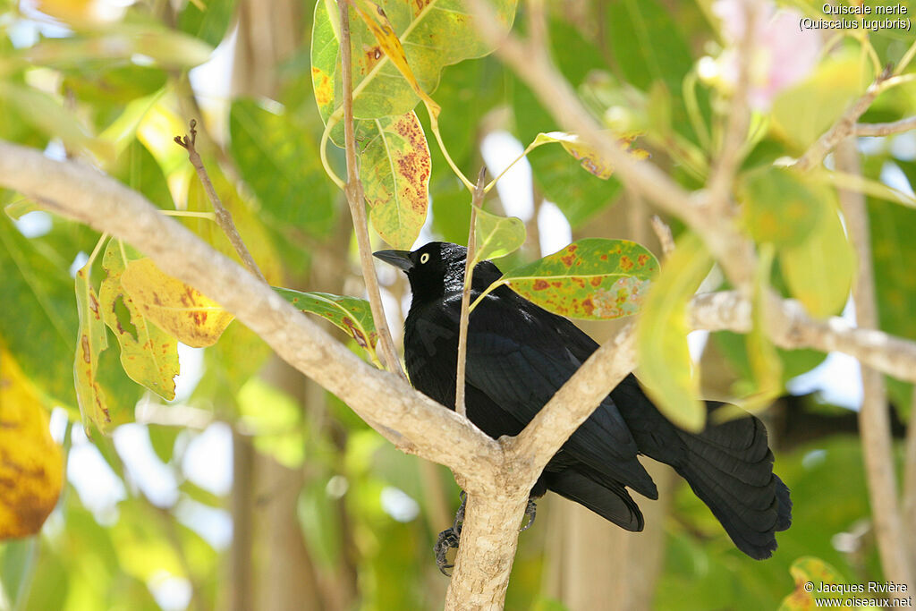 Carib Grackle male adult breeding, identification