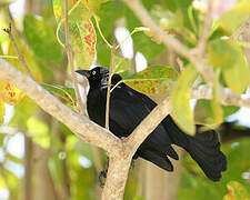 Carib Grackle