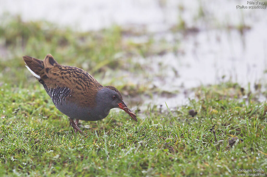 Râle d'eauadulte nuptial, identification, mange