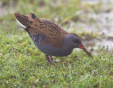 Water Rail