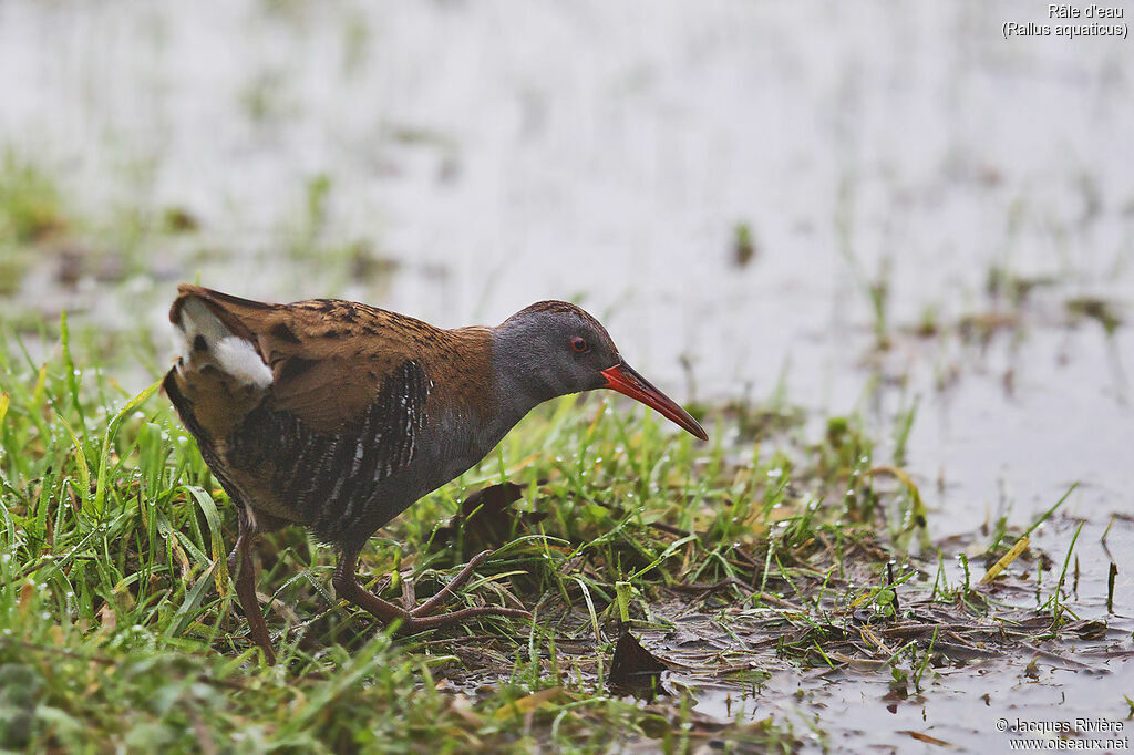 Râle d'eauadulte, identification, marche