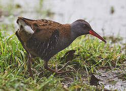 Water Rail