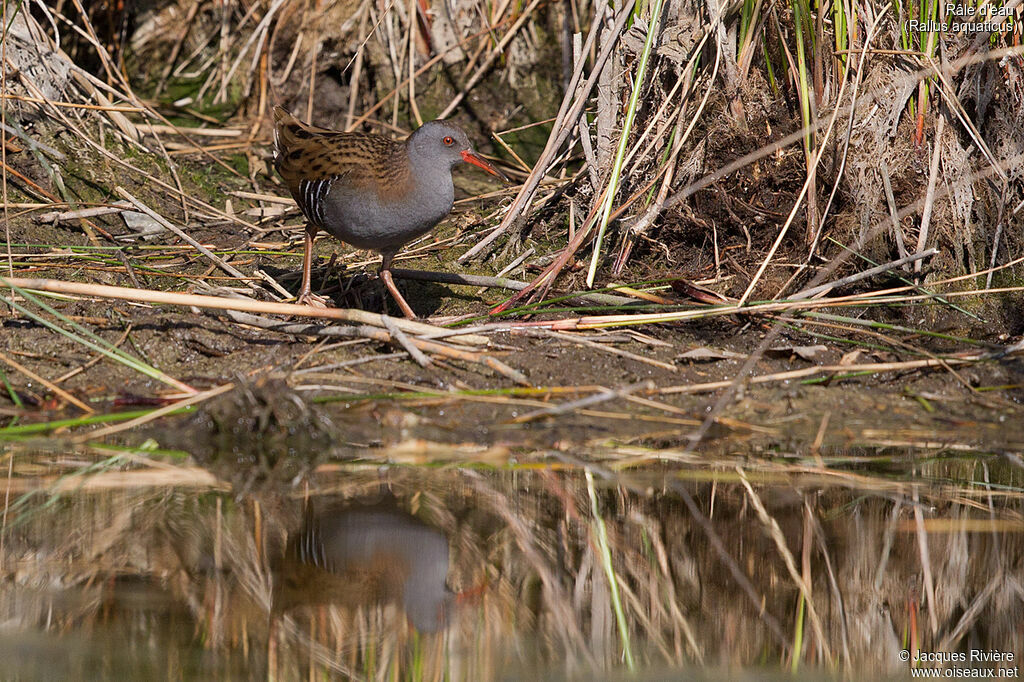 Râle d'eauadulte, identification, marche