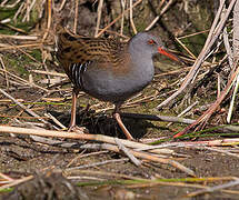 Water Rail