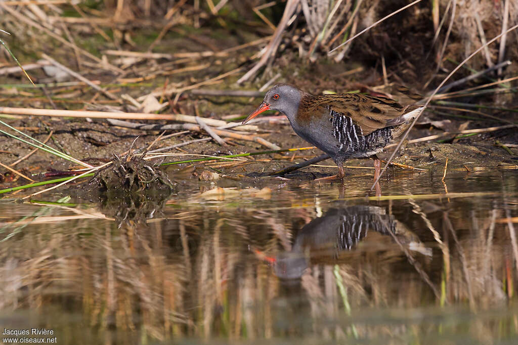 Water Railadult, habitat, walking