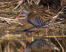 Water Rail