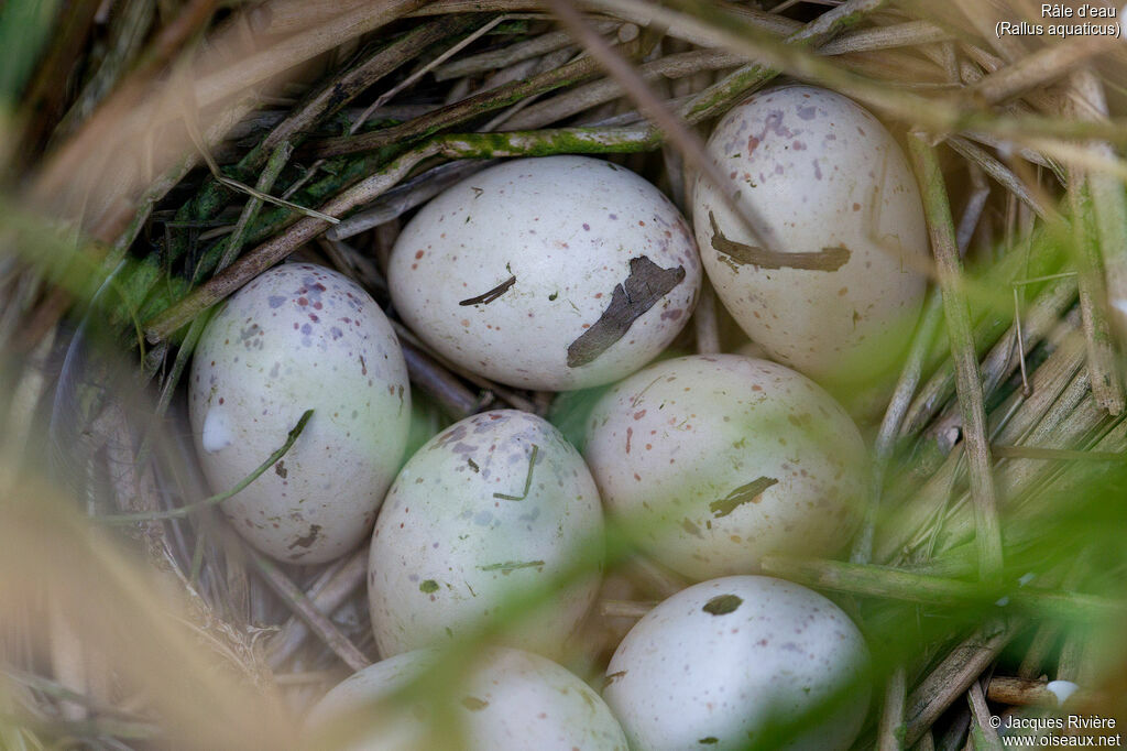 Water Rail, Reproduction-nesting