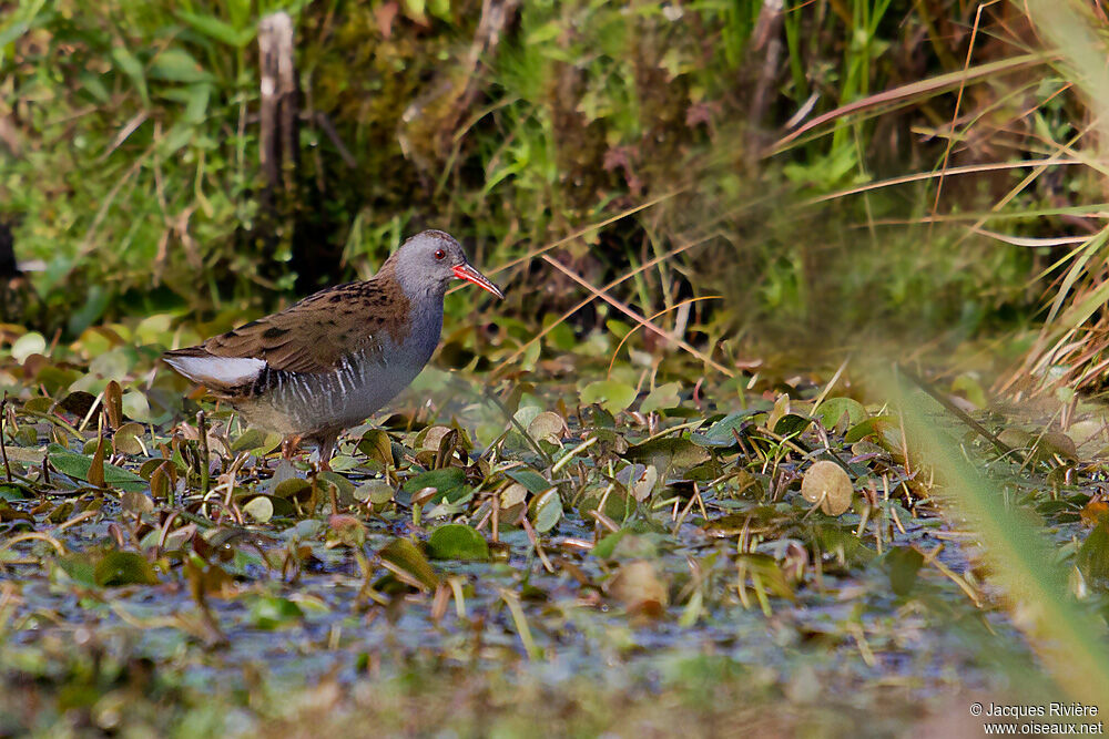 Water Railadult breeding