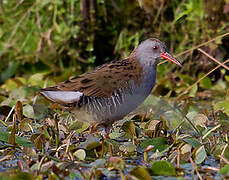 Water Rail