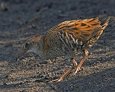 Water Rail