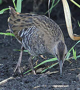 Water Rail