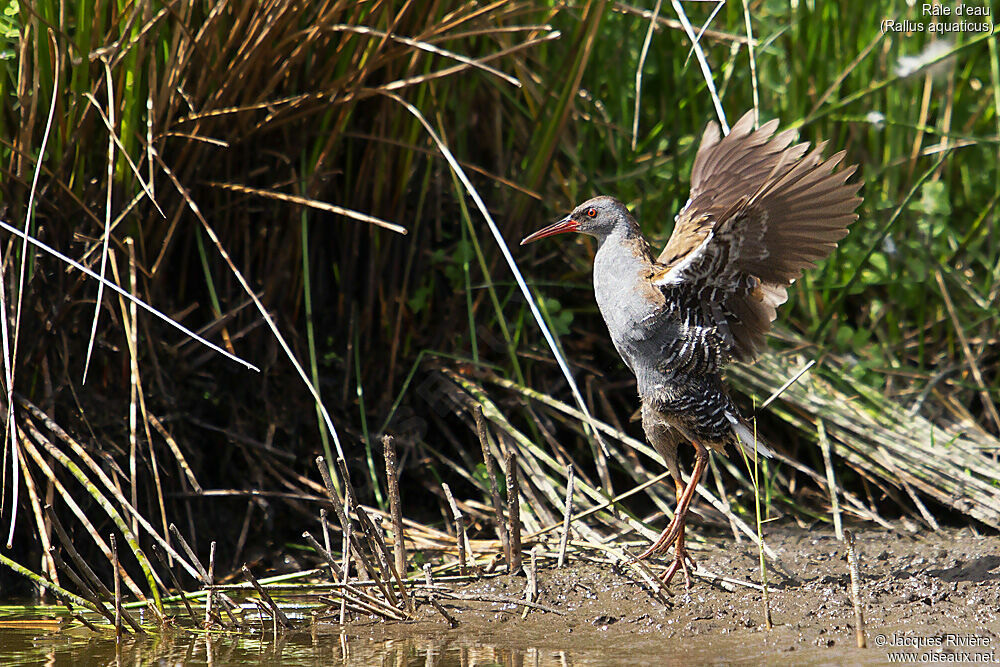 Râle d'eauadulte nuptial, identification