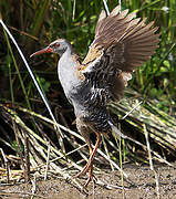 Water Rail