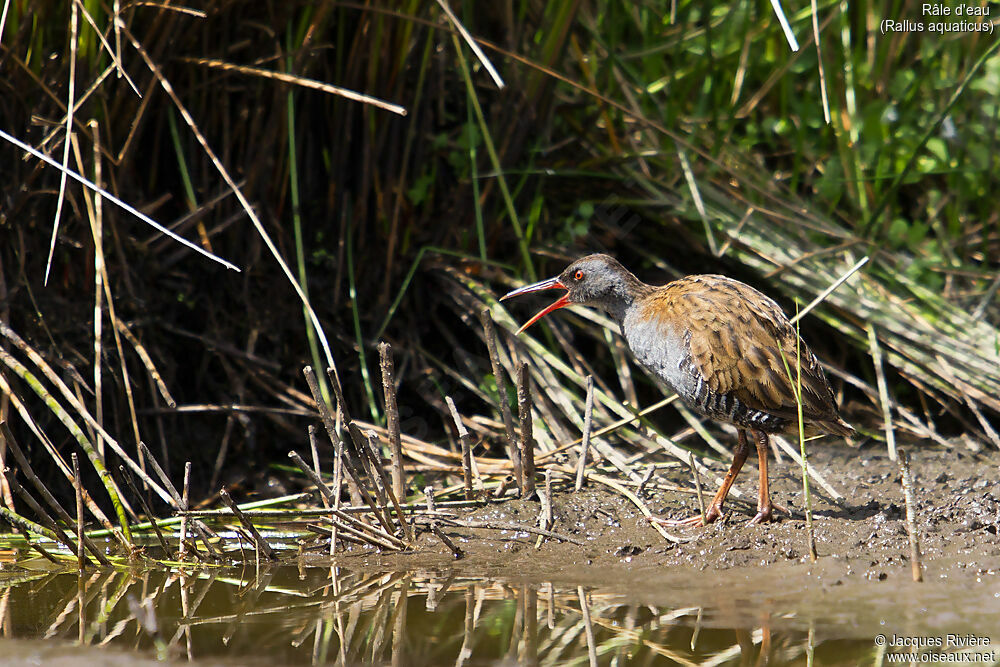 Râle d'eauadulte nuptial, identification, chant