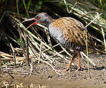 Water Rail