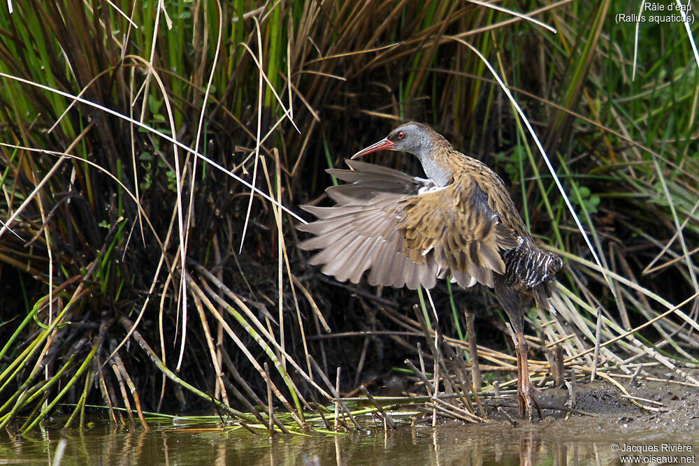 Water Railadult breeding, identification