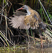 Water Rail