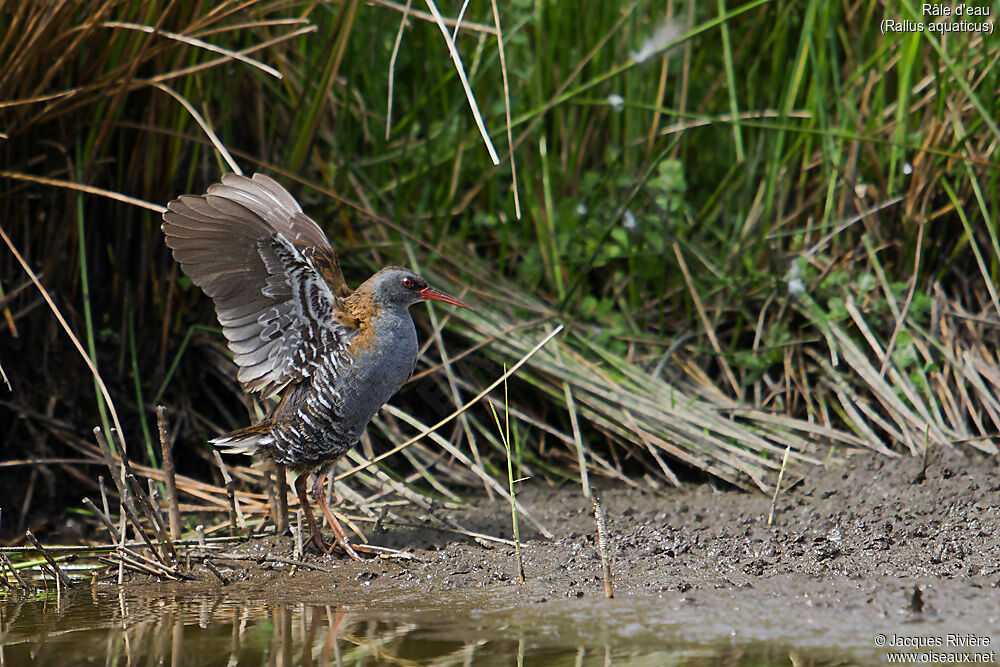 Water Railadult breeding, identification