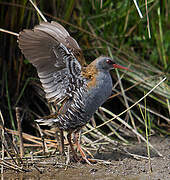 Water Rail