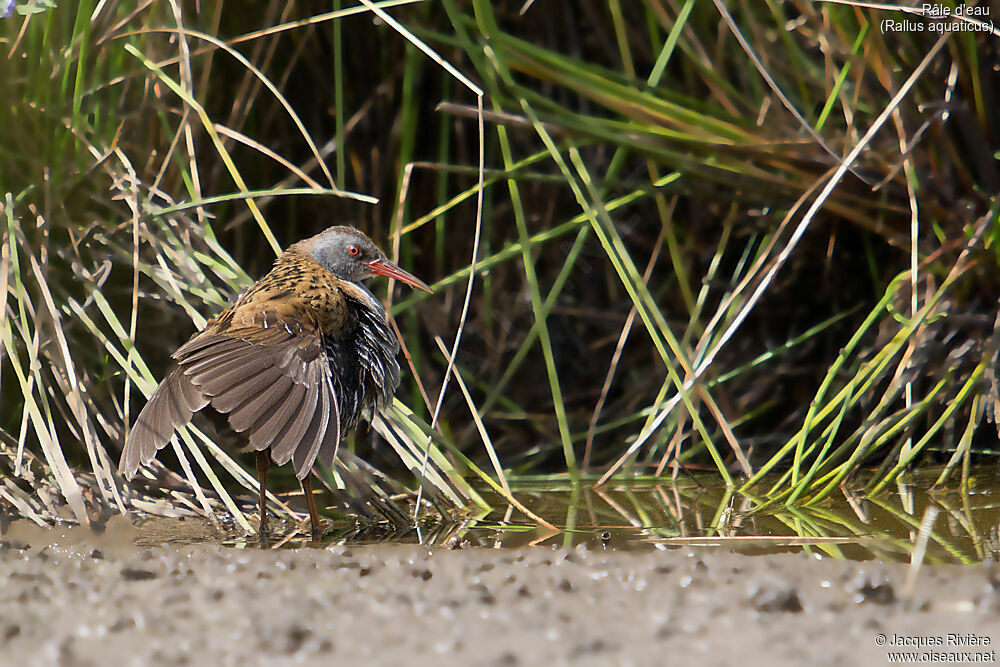 Water Railadult breeding, identification, care