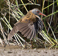 Water Rail