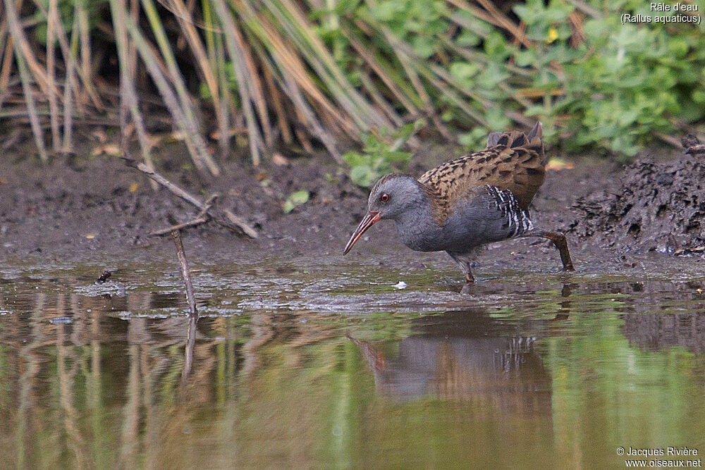 Water Railadult breeding, identification, walking