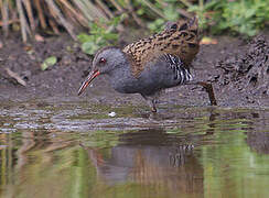 Water Rail