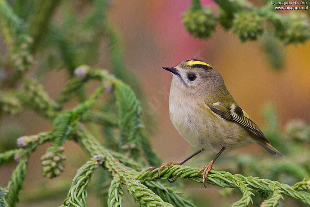 Goldcrest