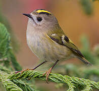 Goldcrest