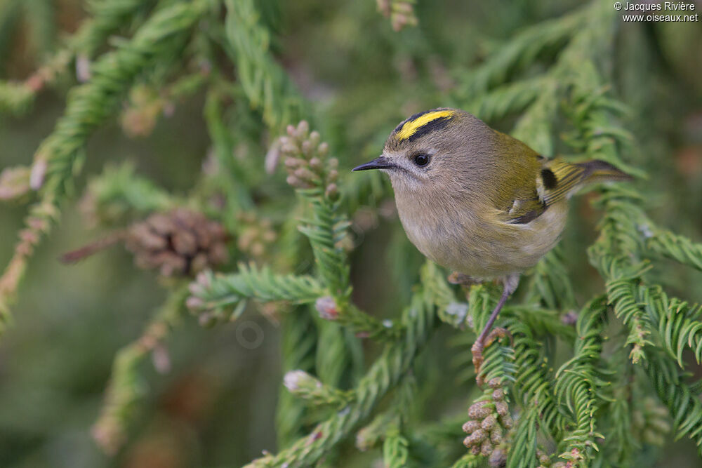 Goldcrest