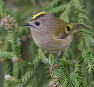 Goldcrest