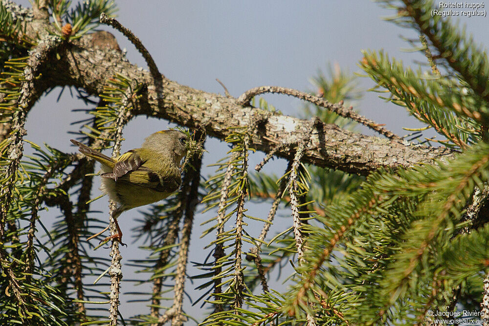 Goldcrest male adult breeding, identification, Reproduction-nesting