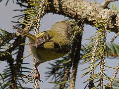 Goldcrest