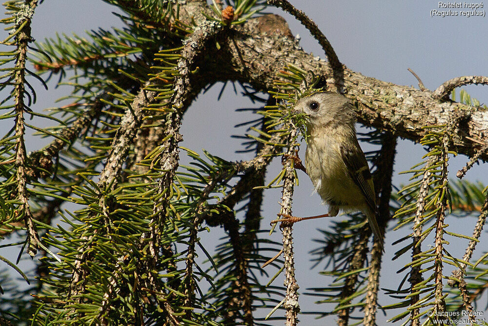 Roitelet huppé mâle adulte nuptial, identification, Nidification