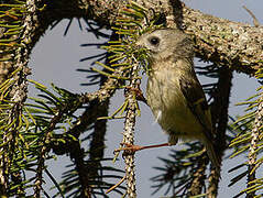 Goldcrest