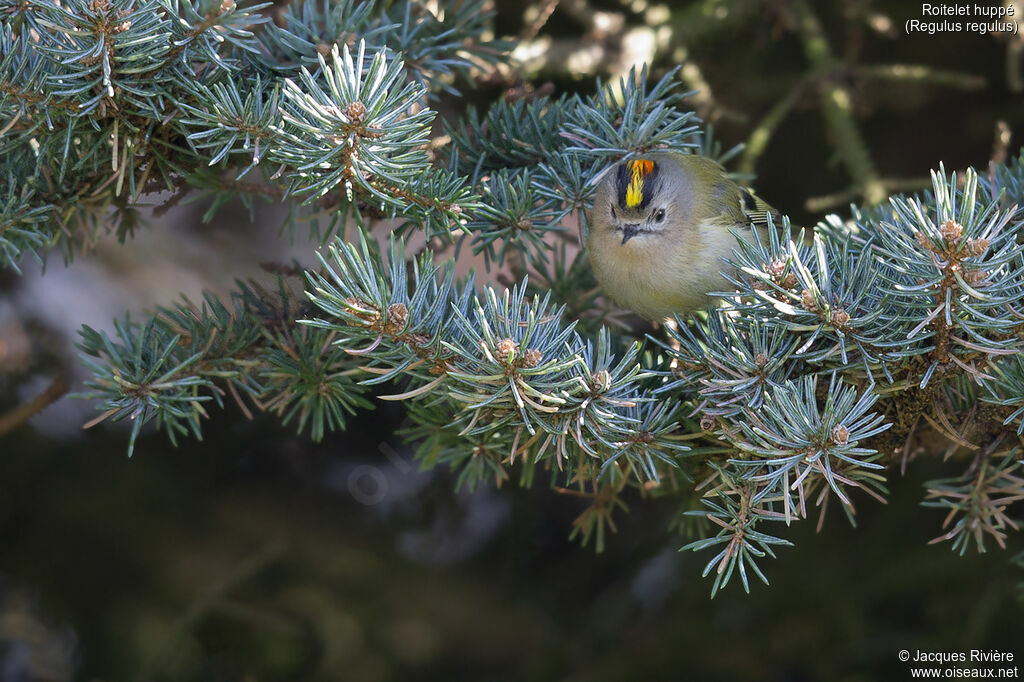 Goldcrest male adult breeding, identification