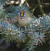 Goldcrest