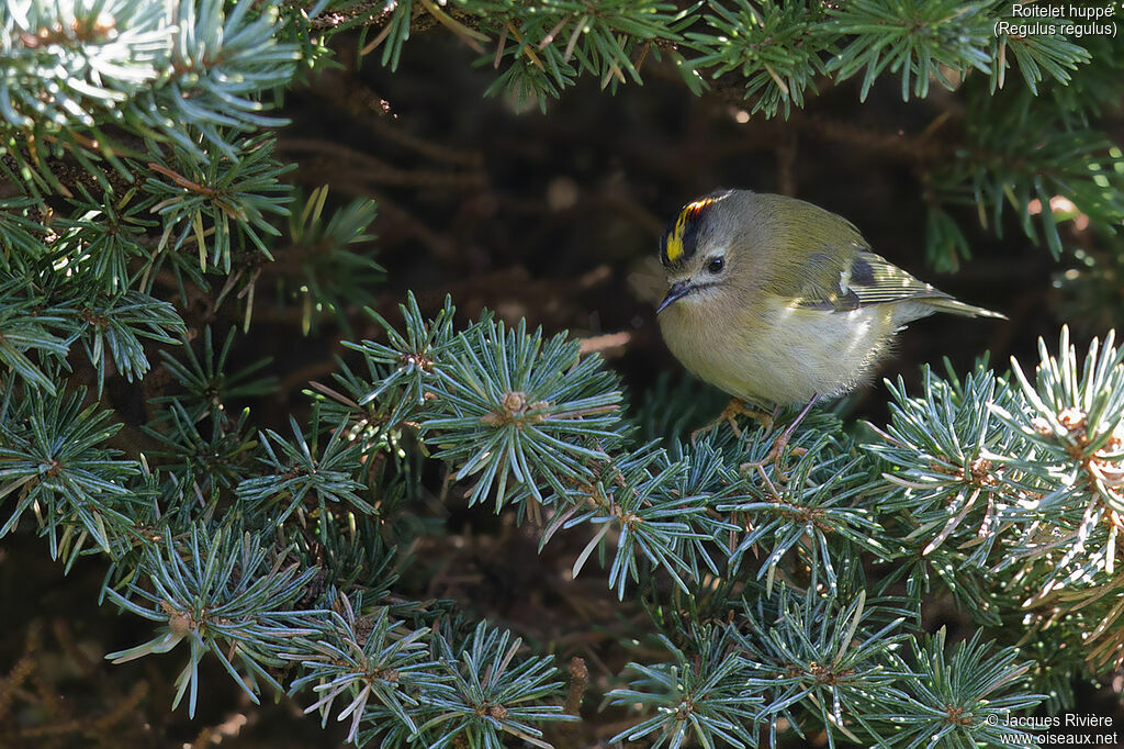 Roitelet huppé mâle adulte nuptial, identification