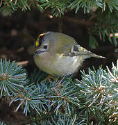 Goldcrest