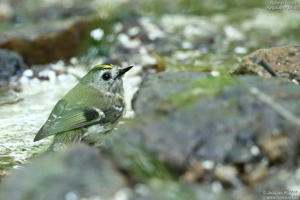 Roitelet huppé mâle adulte nuptial, identification