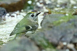 Goldcrest