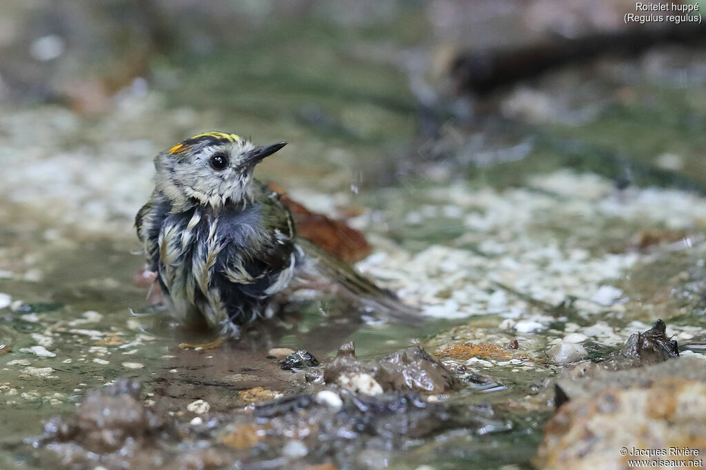 Goldcrest male adult breeding, identification