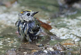 Goldcrest