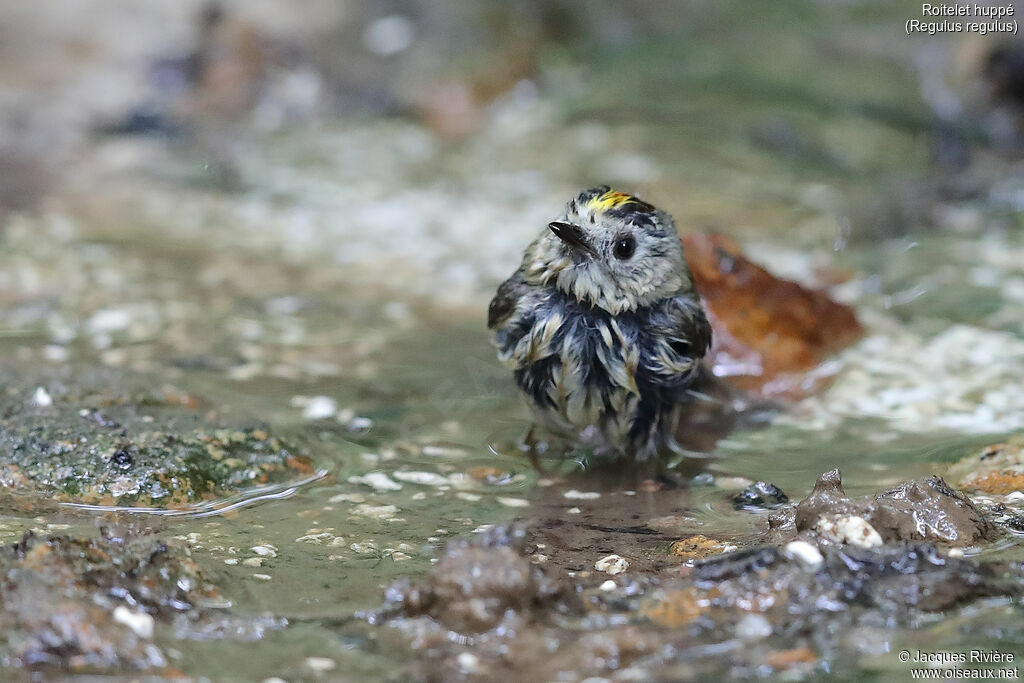 Goldcrest male adult breeding, identification