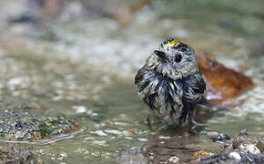 Goldcrest