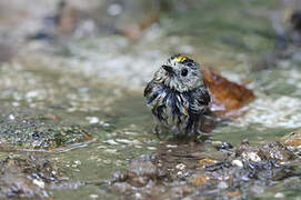 Goldcrest