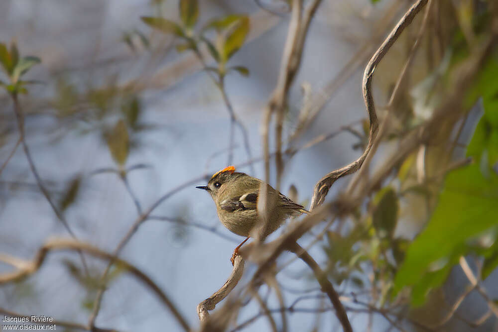 Goldcrest male adult breeding, pigmentation, Behaviour