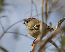 Goldcrest