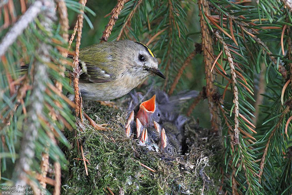 Goldcrest, Reproduction-nesting