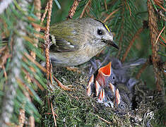 Goldcrest